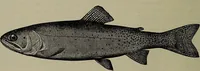An illustration from American food and game fishes : A popular account of all the species found in America north of the equator / with keys for ready identification, life histories and methods of capture, by David Starr Jordan and Barton Warren Evermann, illustrated with colored plates and text drawings, and with photographs from life by A. Radclyffe Dugmore. (1902)