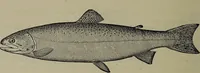 Picture 87 of 322 from American food and game fishes : A popular account of all the species found in America north of the equator / with keys for ready identification, life histories and methods of capture, by David Starr Jordan and Barton Warren Evermann, illustrated with colored plates and text drawings, and with photographs from life by A. Radclyffe Dugmore. (1902), leaf 272