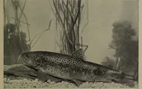 Picture 88 of 322 from American food and game fishes : A popular account of all the species found in America north of the equator / with keys for ready identification, life histories and methods of capture, by David Starr Jordan and Barton Warren Evermann, illustrated with colored plates and text drawings, and with photographs from life by A. Radclyffe Dugmore. (1902), leaf 277