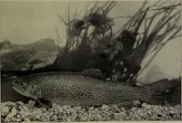 An illustration from American food and game fishes : A popular account of all the species found in America north of the equator / with keys for ready identification, life histories and methods of capture, by David Starr Jordan and Barton Warren Evermann, illustrated with colored plates and text drawings, and with photographs from life by A. Radclyffe Dugmore. (1902)