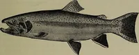 Picture 90 of 322 from American food and game fishes : A popular account of all the species found in America north of the equator / with keys for ready identification, life histories and methods of capture, by David Starr Jordan and Barton Warren Evermann, illustrated with colored plates and text drawings, and with photographs from life by A. Radclyffe Dugmore. (1902), leaf 279