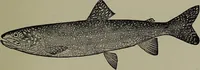 Picture 91 of 322 from American food and game fishes : A popular account of all the species found in America north of the equator / with keys for ready identification, life histories and methods of capture, by David Starr Jordan and Barton Warren Evermann, illustrated with colored plates and text drawings, and with photographs from life by A. Radclyffe Dugmore. (1902), leaf 287