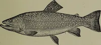 Picture 93 of 322 from American food and game fishes : A popular account of all the species found in America north of the equator / with keys for ready identification, life histories and methods of capture, by David Starr Jordan and Barton Warren Evermann, illustrated with colored plates and text drawings, and with photographs from life by A. Radclyffe Dugmore. (1902), leaf 293