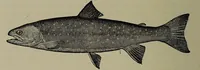 Picture 95 of 322 from American food and game fishes : A popular account of all the species found in America north of the equator / with keys for ready identification, life histories and methods of capture, by David Starr Jordan and Barton Warren Evermann, illustrated with colored plates and text drawings, and with photographs from life by A. Radclyffe Dugmore. (1902), leaf 298