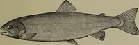 An illustration from American food and game fishes : A popular account of all the species found in America north of the equator / with keys for ready identification, life histories and methods of capture, by David Starr Jordan and Barton Warren Evermann, illustrated with colored plates and text drawings, and with photographs from life by A. Radclyffe Dugmore. (1902)