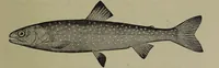 An illustration from American food and game fishes : A popular account of all the species found in America north of the equator / with keys for ready identification, life histories and methods of capture, by David Starr Jordan and Barton Warren Evermann, illustrated with colored plates and text drawings, and with photographs from life by A. Radclyffe Dugmore. (1902)