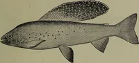 An illustration from American food and game fishes : A popular account of all the species found in America north of the equator / with keys for ready identification, life histories and methods of capture, by David Starr Jordan and Barton Warren Evermann, illustrated with colored plates and text drawings, and with photographs from life by A. Radclyffe Dugmore. (1902)