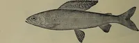 Picture 99 of 322 from American food and game fishes : A popular account of all the species found in America north of the equator / with keys for ready identification, life histories and methods of capture, by David Starr Jordan and Barton Warren Evermann, illustrated with colored plates and text drawings, and with photographs from life by A. Radclyffe Dugmore. (1902), leaf 310
