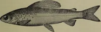 Picture 102 of 322 from American food and game fishes : A popular account of all the species found in America north of the equator / with keys for ready identification, life histories and methods of capture, by David Starr Jordan and Barton Warren Evermann, illustrated with colored plates and text drawings, and with photographs from life by A. Radclyffe Dugmore. (1902), leaf 313