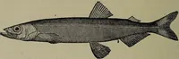 An illustration from American food and game fishes : A popular account of all the species found in America north of the equator / with keys for ready identification, life histories and methods of capture, by David Starr Jordan and Barton Warren Evermann, illustrated with colored plates and text drawings, and with photographs from life by A. Radclyffe Dugmore. (1902)