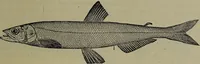 Picture 104 of 322 from American food and game fishes : A popular account of all the species found in America north of the equator / with keys for ready identification, life histories and methods of capture, by David Starr Jordan and Barton Warren Evermann, illustrated with colored plates and text drawings, and with photographs from life by A. Radclyffe Dugmore. (1902), leaf 317