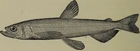 Picture 105 of 322 from American food and game fishes : A popular account of all the species found in America north of the equator / with keys for ready identification, life histories and methods of capture, by David Starr Jordan and Barton Warren Evermann, illustrated with colored plates and text drawings, and with photographs from life by A. Radclyffe Dugmore. (1902), leaf 318