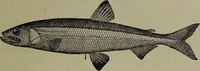 Picture 106 of 322 from American food and game fishes : A popular account of all the species found in America north of the equator / with keys for ready identification, life histories and methods of capture, by David Starr Jordan and Barton Warren Evermann, illustrated with colored plates and text drawings, and with photographs from life by A. Radclyffe Dugmore. (1902), leaf 319