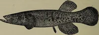 Picture 107 of 322 from American food and game fishes : A popular account of all the species found in America north of the equator / with keys for ready identification, life histories and methods of capture, by David Starr Jordan and Barton Warren Evermann, illustrated with colored plates and text drawings, and with photographs from life by A. Radclyffe Dugmore. (1902), leaf 322