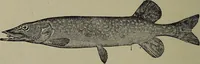 Picture 108 of 322 from American food and game fishes : A popular account of all the species found in America north of the equator / with keys for ready identification, life histories and methods of capture, by David Starr Jordan and Barton Warren Evermann, illustrated with colored plates and text drawings, and with photographs from life by A. Radclyffe Dugmore. (1902), leaf 326