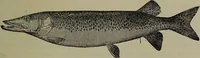 An illustration from American food and game fishes : A popular account of all the species found in America north of the equator / with keys for ready identification, life histories and methods of capture, by David Starr Jordan and Barton Warren Evermann, illustrated with colored plates and text drawings, and with photographs from life by A. Radclyffe Dugmore. (1902)