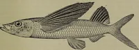 An illustration from American food and game fishes : A popular account of all the species found in America north of the equator / with keys for ready identification, life histories and methods of capture, by David Starr Jordan and Barton Warren Evermann, illustrated with colored plates and text drawings, and with photographs from life by A. Radclyffe Dugmore. (1902)