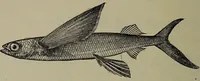 Picture 111 of 322 from American food and game fishes : A popular account of all the species found in America north of the equator / with keys for ready identification, life histories and methods of capture, by David Starr Jordan and Barton Warren Evermann, illustrated with colored plates and text drawings, and with photographs from life by A. Radclyffe Dugmore. (1902), leaf 334
