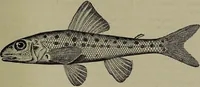 An illustration from American food and game fishes : A popular account of all the species found in America north of the equator / with keys for ready identification, life histories and methods of capture, by David Starr Jordan and Barton Warren Evermann, illustrated with colored plates and text drawings, and with photographs from life by A. Radclyffe Dugmore. (1902)