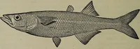 An illustration from American food and game fishes : A popular account of all the species found in America north of the equator / with keys for ready identification, life histories and methods of capture, by David Starr Jordan and Barton Warren Evermann, illustrated with colored plates and text drawings, and with photographs from life by A. Radclyffe Dugmore. (1902)