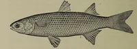 Picture 114 of 322 from American food and game fishes : A popular account of all the species found in America north of the equator / with keys for ready identification, life histories and methods of capture, by David Starr Jordan and Barton Warren Evermann, illustrated with colored plates and text drawings, and with photographs from life by A. Radclyffe Dugmore. (1902), leaf 342
