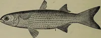 Picture 115 of 322 from American food and game fishes : A popular account of all the species found in America north of the equator / with keys for ready identification, life histories and methods of capture, by David Starr Jordan and Barton Warren Evermann, illustrated with colored plates and text drawings, and with photographs from life by A. Radclyffe Dugmore. (1902), leaf 344