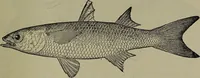 Picture 116 of 322 from American food and game fishes : A popular account of all the species found in America north of the equator / with keys for ready identification, life histories and methods of capture, by David Starr Jordan and Barton Warren Evermann, illustrated with colored plates and text drawings, and with photographs from life by A. Radclyffe Dugmore. (1902), leaf 345