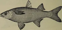 An illustration from American food and game fishes : A popular account of all the species found in America north of the equator / with keys for ready identification, life histories and methods of capture, by David Starr Jordan and Barton Warren Evermann, illustrated with colored plates and text drawings, and with photographs from life by A. Radclyffe Dugmore. (1902)