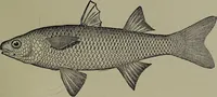 An illustration from American food and game fishes : A popular account of all the species found in America north of the equator / with keys for ready identification, life histories and methods of capture, by David Starr Jordan and Barton Warren Evermann, illustrated with colored plates and text drawings, and with photographs from life by A. Radclyffe Dugmore. (1902)