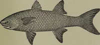 Picture 119 of 322 from American food and game fishes : A popular account of all the species found in America north of the equator / with keys for ready identification, life histories and methods of capture, by David Starr Jordan and Barton Warren Evermann, illustrated with colored plates and text drawings, and with photographs from life by A. Radclyffe Dugmore. (1902), leaf 347
