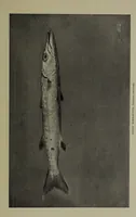 Picture 120 of 322 from American food and game fishes : A popular account of all the species found in America north of the equator / with keys for ready identification, life histories and methods of capture, by David Starr Jordan and Barton Warren Evermann, illustrated with colored plates and text drawings, and with photographs from life by A. Radclyffe Dugmore. (1902), leaf 349