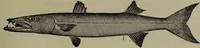 Picture 121 of 322 from American food and game fishes : A popular account of all the species found in America north of the equator / with keys for ready identification, life histories and methods of capture, by David Starr Jordan and Barton Warren Evermann, illustrated with colored plates and text drawings, and with photographs from life by A. Radclyffe Dugmore. (1902), leaf 351