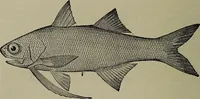 Picture 122 of 322 from American food and game fishes : A popular account of all the species found in America north of the equator / with keys for ready identification, life histories and methods of capture, by David Starr Jordan and Barton Warren Evermann, illustrated with colored plates and text drawings, and with photographs from life by A. Radclyffe Dugmore. (1902), leaf 354