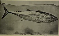 Picture 123 of 322 from American food and game fishes : A popular account of all the species found in America north of the equator / with keys for ready identification, life histories and methods of capture, by David Starr Jordan and Barton Warren Evermann, illustrated with colored plates and text drawings, and with photographs from life by A. Radclyffe Dugmore. (1902), leaf 359