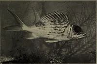 Picture 124 of 322 from American food and game fishes : A popular account of all the species found in America north of the equator / with keys for ready identification, life histories and methods of capture, by David Starr Jordan and Barton Warren Evermann, illustrated with colored plates and text drawings, and with photographs from life by A. Radclyffe Dugmore. (1902), leaf 359