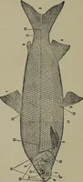 An illustration from American food and game fishes : A popular account of all the species found in America north of the equator / with keys for ready identification, life histories and methods of capture, by David Starr Jordan and Barton Warren Evermann, illustrated with colored plates and text drawings, and with photographs from life by A. Radclyffe Dugmore. (1902)