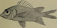 Picture 125 of 322 from American food and game fishes : A popular account of all the species found in America north of the equator / with keys for ready identification, life histories and methods of capture, by David Starr Jordan and Barton Warren Evermann, illustrated with colored plates and text drawings, and with photographs from life by A. Radclyffe Dugmore. (1902), leaf 361