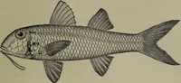 An illustration from American food and game fishes : A popular account of all the species found in America north of the equator / with keys for ready identification, life histories and methods of capture, by David Starr Jordan and Barton Warren Evermann, illustrated with colored plates and text drawings, and with photographs from life by A. Radclyffe Dugmore. (1902)