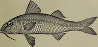 An illustration from American food and game fishes : A popular account of all the species found in America north of the equator / with keys for ready identification, life histories and methods of capture, by David Starr Jordan and Barton Warren Evermann, illustrated with colored plates and text drawings, and with photographs from life by A. Radclyffe Dugmore. (1902)
