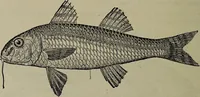 An illustration from American food and game fishes : A popular account of all the species found in America north of the equator / with keys for ready identification, life histories and methods of capture, by David Starr Jordan and Barton Warren Evermann, illustrated with colored plates and text drawings, and with photographs from life by A. Radclyffe Dugmore. (1902)