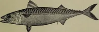 An illustration from American food and game fishes : A popular account of all the species found in America north of the equator / with keys for ready identification, life histories and methods of capture, by David Starr Jordan and Barton Warren Evermann, illustrated with colored plates and text drawings, and with photographs from life by A. Radclyffe Dugmore. (1902)