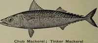 Picture 130 of 322 from American food and game fishes : A popular account of all the species found in America north of the equator / with keys for ready identification, life histories and methods of capture, by David Starr Jordan and Barton Warren Evermann, illustrated with colored plates and text drawings, and with photographs from life by A. Radclyffe Dugmore. (1902), leaf 370