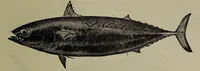 Picture 131 of 322 from American food and game fishes : A popular account of all the species found in America north of the equator / with keys for ready identification, life histories and methods of capture, by David Starr Jordan and Barton Warren Evermann, illustrated with colored plates and text drawings, and with photographs from life by A. Radclyffe Dugmore. (1902), leaf 371
