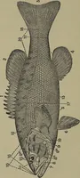 An illustration from American food and game fishes : A popular account of all the species found in America north of the equator / with keys for ready identification, life histories and methods of capture, by David Starr Jordan and Barton Warren Evermann, illustrated with colored plates and text drawings, and with photographs from life by A. Radclyffe Dugmore. (1902)