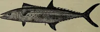 Picture 135 of 322 from American food and game fishes : A popular account of all the species found in America north of the equator / with keys for ready identification, life histories and methods of capture, by David Starr Jordan and Barton Warren Evermann, illustrated with colored plates and text drawings, and with photographs from life by A. Radclyffe Dugmore. (1902), leaf 380