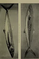 An illustration from American food and game fishes : A popular account of all the species found in America north of the equator / with keys for ready identification, life histories and methods of capture, by David Starr Jordan and Barton Warren Evermann, illustrated with colored plates and text drawings, and with photographs from life by A. Radclyffe Dugmore. (1902)