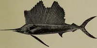 Picture 138 of 322 from American food and game fishes : A popular account of all the species found in America north of the equator / with keys for ready identification, life histories and methods of capture, by David Starr Jordan and Barton Warren Evermann, illustrated with colored plates and text drawings, and with photographs from life by A. Radclyffe Dugmore. (1902), leaf 387