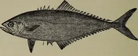 An illustration from American food and game fishes : A popular account of all the species found in America north of the equator / with keys for ready identification, life histories and methods of capture, by David Starr Jordan and Barton Warren Evermann, illustrated with colored plates and text drawings, and with photographs from life by A. Radclyffe Dugmore. (1902)
