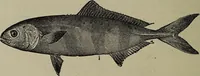 Picture 141 of 322 from American food and game fishes : A popular account of all the species found in America north of the equator / with keys for ready identification, life histories and methods of capture, by David Starr Jordan and Barton Warren Evermann, illustrated with colored plates and text drawings, and with photographs from life by A. Radclyffe Dugmore. (1902), leaf 394