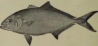 Picture 143 of 322 from American food and game fishes : A popular account of all the species found in America north of the equator / with keys for ready identification, life histories and methods of capture, by David Starr Jordan and Barton Warren Evermann, illustrated with colored plates and text drawings, and with photographs from life by A. Radclyffe Dugmore. (1902), leaf 396